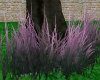 ! TALL GRASS- MUHLY PINK