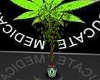 LEGALIZE Marijuana Plant