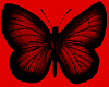 red butterfly pet