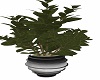 SteelPotted Ficus Tabaco