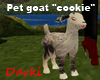 Pet goat "Cookie"