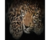 leopard bundle