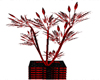 *c*animated red plants