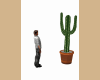*Cactus Animated Country