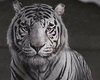 white tiger throne