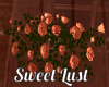 Sweet Lust Rose Bush