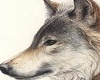 "Wolf Fur" teepee