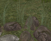 LKC Rocks with Grass