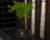 ~SL~ Kenzo Bamboo Plant