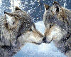 Kissing Wolfs