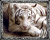 ~DD~ White Tiger Pic 4
