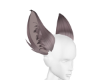 Grey Pink Ears