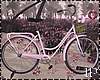 Spring Bicycle Pink Rose