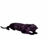 {LS} Purple Tiger