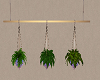 3 Beach Hanging Plants