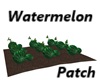 Watermelon Patch