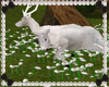 RS~The White Hart Deer
