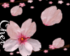 sakura flower  dj furnit