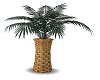 Palm in Wicker Planter