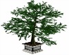 Tree / Plant / Planter