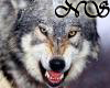~NS~ snarling wolf
