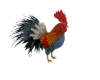 Animated Rooster