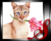 [S]Cat with Rose
