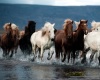 wild horses wh