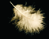 White Soft Feather