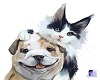 cat and dog dress