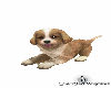 Puppy 2