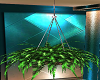 Add a hanging Plant