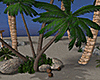 Sunset Beach Palms