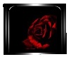 red rose pic