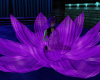 Midnight-Purple Flower