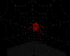 Huge VAMPIRE SPIDER &WEB