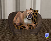 Bulldog w/Bed