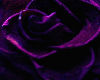 dark purple  rose  club