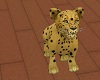 {HB} Baby leopard
