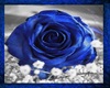 Blue Rose Square Rug V2