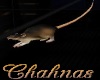 Cha`Animated Rat