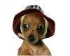 Adorable Chihuahua Trans