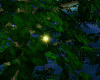 fireflies tree