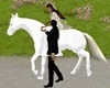 Wedding Pose Horse