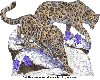 leopards in glitter