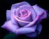 Purple Rose Club