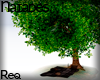 N| Tree + blanket