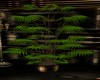 bamboo plant 1