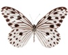 twobutterflies white