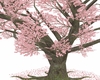 pink cherry tree